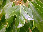 Acer buergerianum leaf.jpg