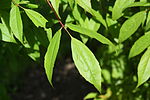 Acer mandshuricum leaf.jpg