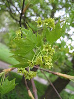 Acer mono (Flower).jpg