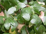 Acer sempervirens leaves.jpg