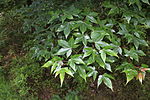 Acer sinense foliage.JPG
