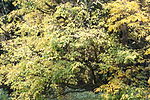 Acer stachyophyllum JPG1a.jpg