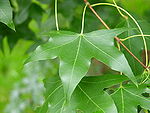 Acer truncatum Leaf.jpg
