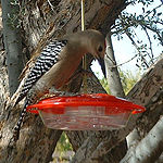 Gila Woodpecker drinking water.jpg