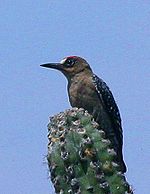 Gray-breasted Woodpecker crop.jpg