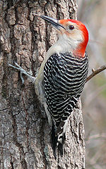 Red-bellied Woodpecker-27527.jpg