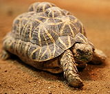 Indian Star Tortoise Tennoji.jpg