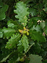 Quercus petraea 05.jpg