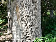 Green Ash (Fraxinus pennsylvanica) bark detail.jpg