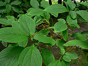 Lozanella enantiophylla 3.jpg