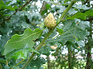 Diplolepis Quercus01.jpg