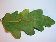 Red-Pea gall Cynips divisa on Oak.JPG