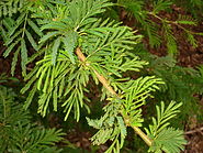 Acacia xanthophloea- Koko Crater Botanical Garden - IMG 2337.JPG