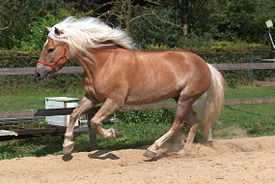 Лошадь домашняя, Equus caballus
