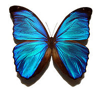 Логотип MorphOS с изображением талисмана проекта — бабочки Blue Morpho butterfly (Morpho menelaus)