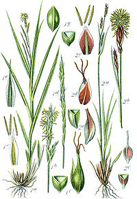 Carex spp Sturm53.jpg