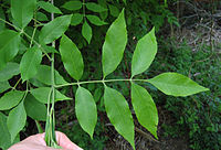 Fraxinus pennsylvanica leaf.jpg