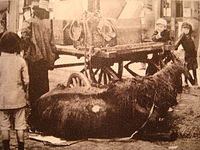 Petrograd in 1919 dying horse on the street.JPG