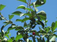 Prunus cerasus.jpg