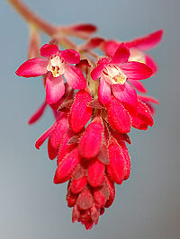 Ribes sanguineum blossom (aka).jpg