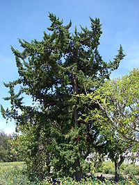 Starr 080604-6191 Juniperus bermudiana.jpg