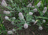 Trifolium arvense.jpg