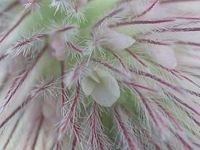 Trifolium arvense flor detalle.jpg