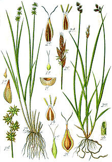 Carex spp Sturm31.jpg
