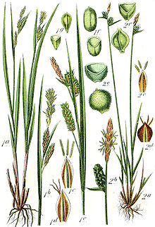 Carex spp Sturm47.jpg