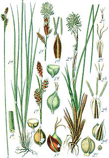 Carex spp Sturm51.jpg