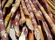 Страны где выращивают сахарную свеклу и сахарный тростник