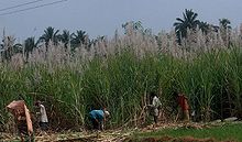 Страна где выращивают сахарную свеклу и сахарный тростник