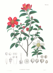 Camellia sasanqua SZ83.png