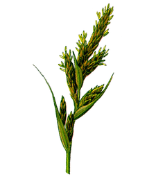 Cleaned-Part of Carex arenaria.PNG