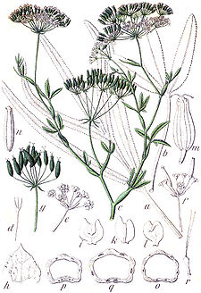 Falcaria vulgaris Sturm7.jpg