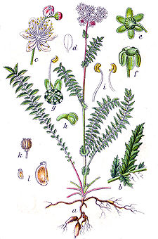 Filipendula vulgaris Sturm134.jpg