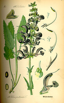Illustration Salvia pratensis0.jpg
