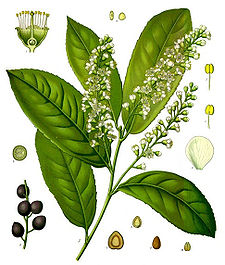 Koeh-Prunus laurocerasus.jpg