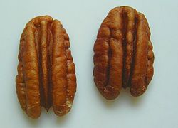2 pecan nuts.jpg