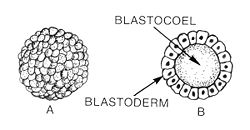 Blastula (PSF).jpg