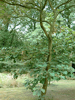 Quercus dentata (keisaraeik) 2.jpg