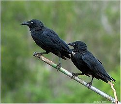 Torresian crow.jpg