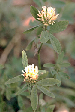 Trifolium alexandrinum eF.jpg