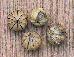 Linum usitatissimum seed capsules, vlaszaaddozen.jpg