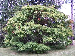 Acer cissifolium Morton 1073-58-1.jpg