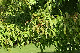 Acer mandshuricum foliage.jpg