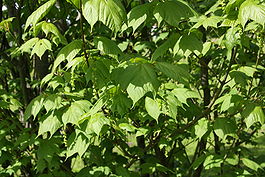 Acer pensylvanicum leaves flowers.jpg