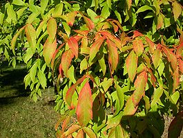 Acer triflorum leaves.jpg