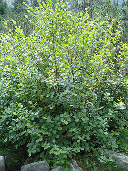 Alnus viridis tree Bulgaria.jpg