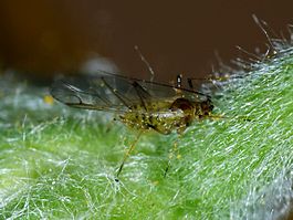 Aphid May 2010-4.jpg